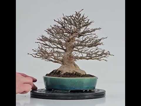Bonsai Dreispitzahorn - Acer buergerianum 21cm