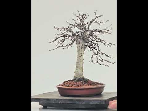 Bonsai Zelkova serrata 26cm - Video!
