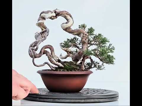 Bonsai Wacholder Juniperus Itoigawa 18cm Video!!