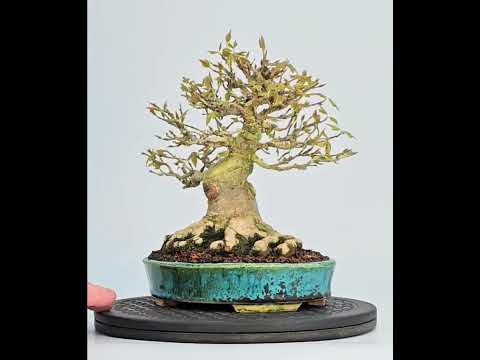 Bonsai Dreispitzahorn  - Acer buergerianum Shohin 19cm - Video!