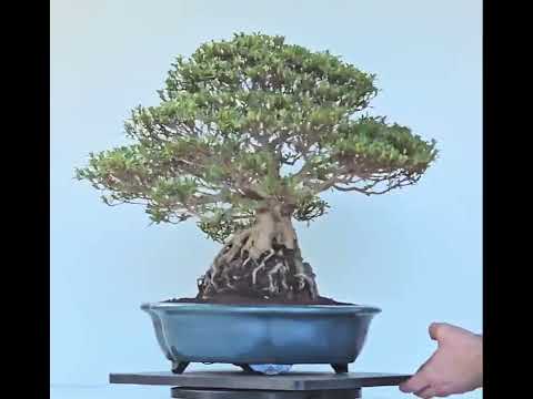 Bonsai Azalee Rhododendron indicum Ishizuki - Kozan - 39cm Video!!
