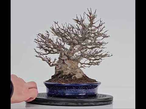 Bonsai Dreispitzahorn - Acer buergerianum 20cm Video!!