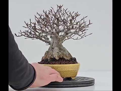 Bonsai Premium Kerbbuche Fagus Crenata 17,5 cm Video!!