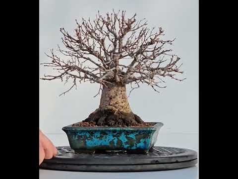 Bonsai Zelkova serrata Shohin 17cm - Video!!