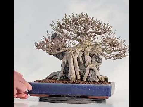 Bonsai Dreispitzahorn - Acer buergerianum Ishizuki 25cm Video!!
