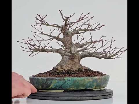 Bonsai Fächerahorn - Acer palmatum Shohin 18cm Video!!