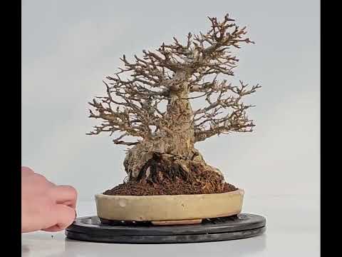 Bonsai Dreispitzahorn - Acer buergerianum 20cm Video!!