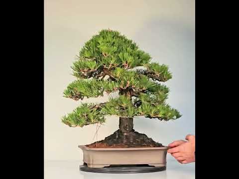 Bonsai Pinus densiflora Japanische Rotkiefer Rarität 58cm Video!